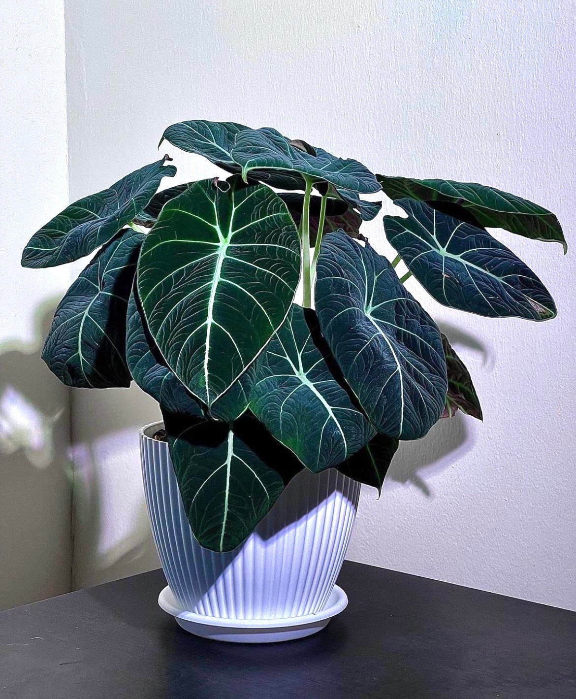 velvet plant indoor Alocasia Black Velvet XL starter plant **(ALL plants require you to pu – GoldenGreeneryCo