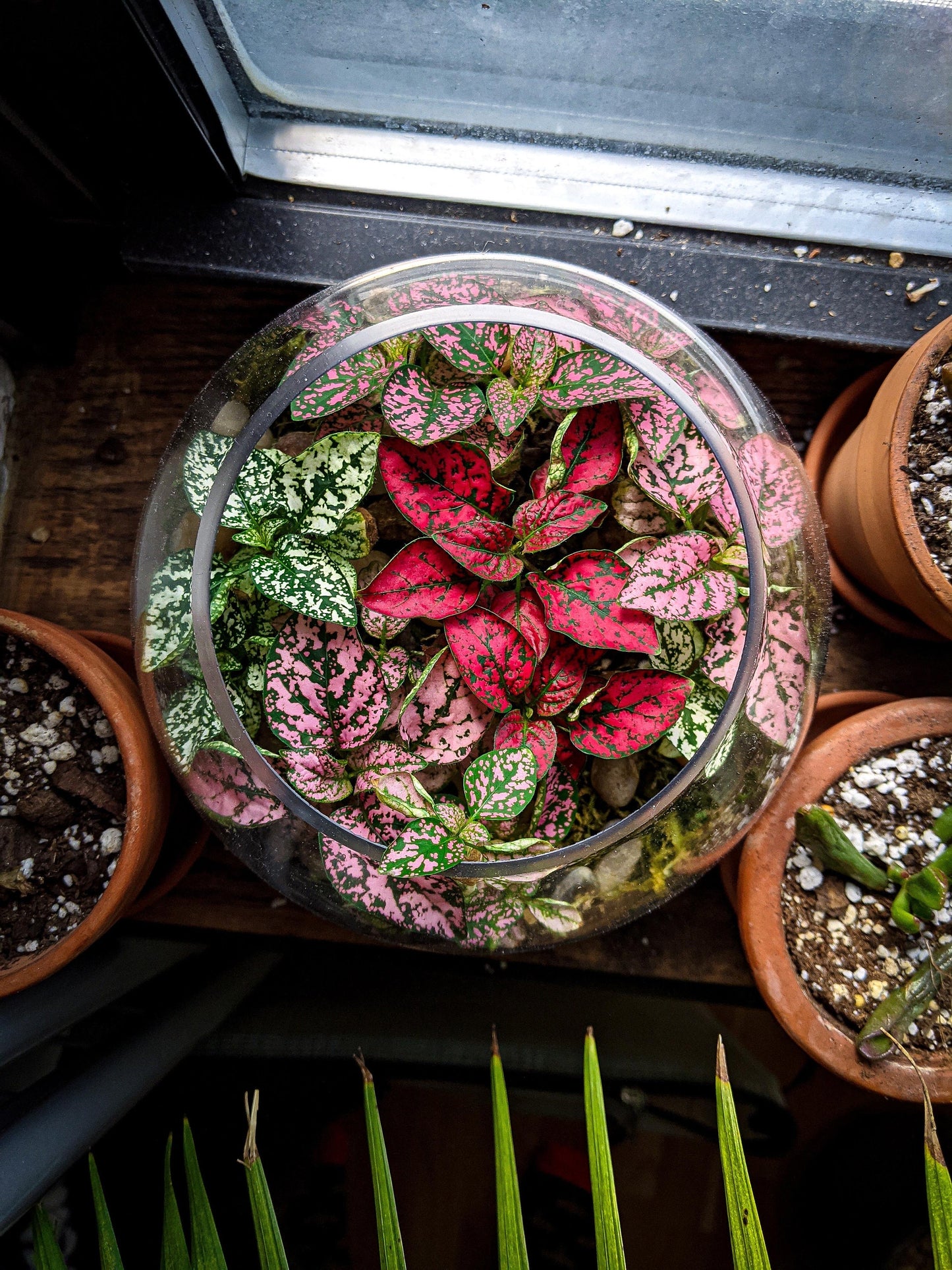 Hypoestes Mix “color splash” starter plant **(ALL plants require you to purchase ANY 2 plants!)**