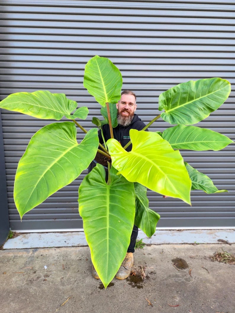 philodendron melinonii Philodendron Melinonii Ghost starter plant **(ALL plants require you to purchase ANY 2 plants!)**