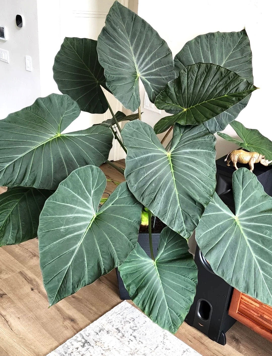 Alocasia Regal shield 4” plant **(ALL plants require you to purchase ANY 2 plants!)**
