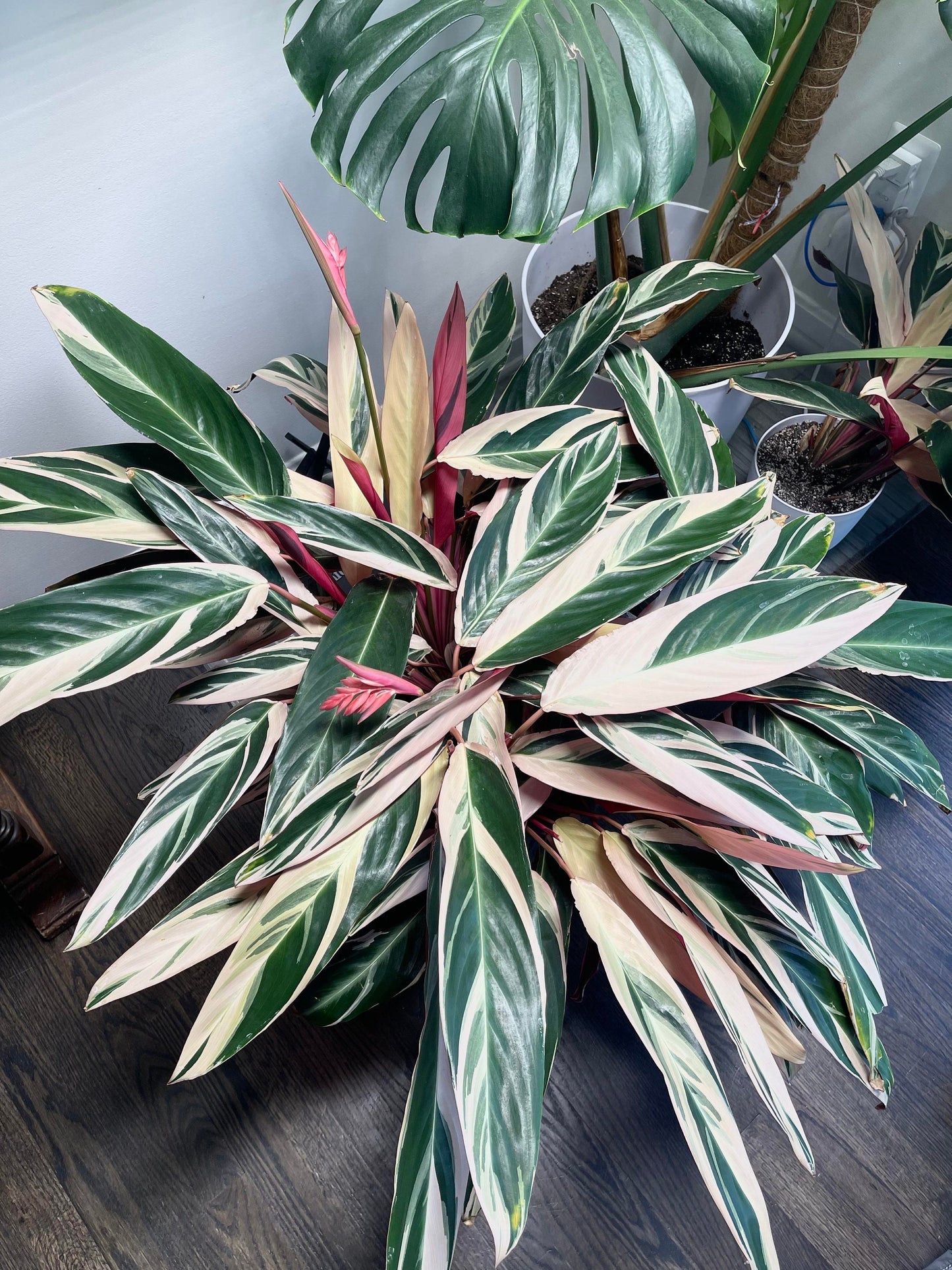 Stromanthe Triostar 4” plant **(ALL plants require you to purchase ANY 2 plants!)**