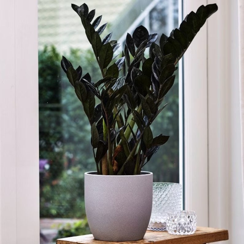 raven zz plant large ZZ black Raven 2” plant **(ALL plants require you to purchase ANY 2 plants!)**