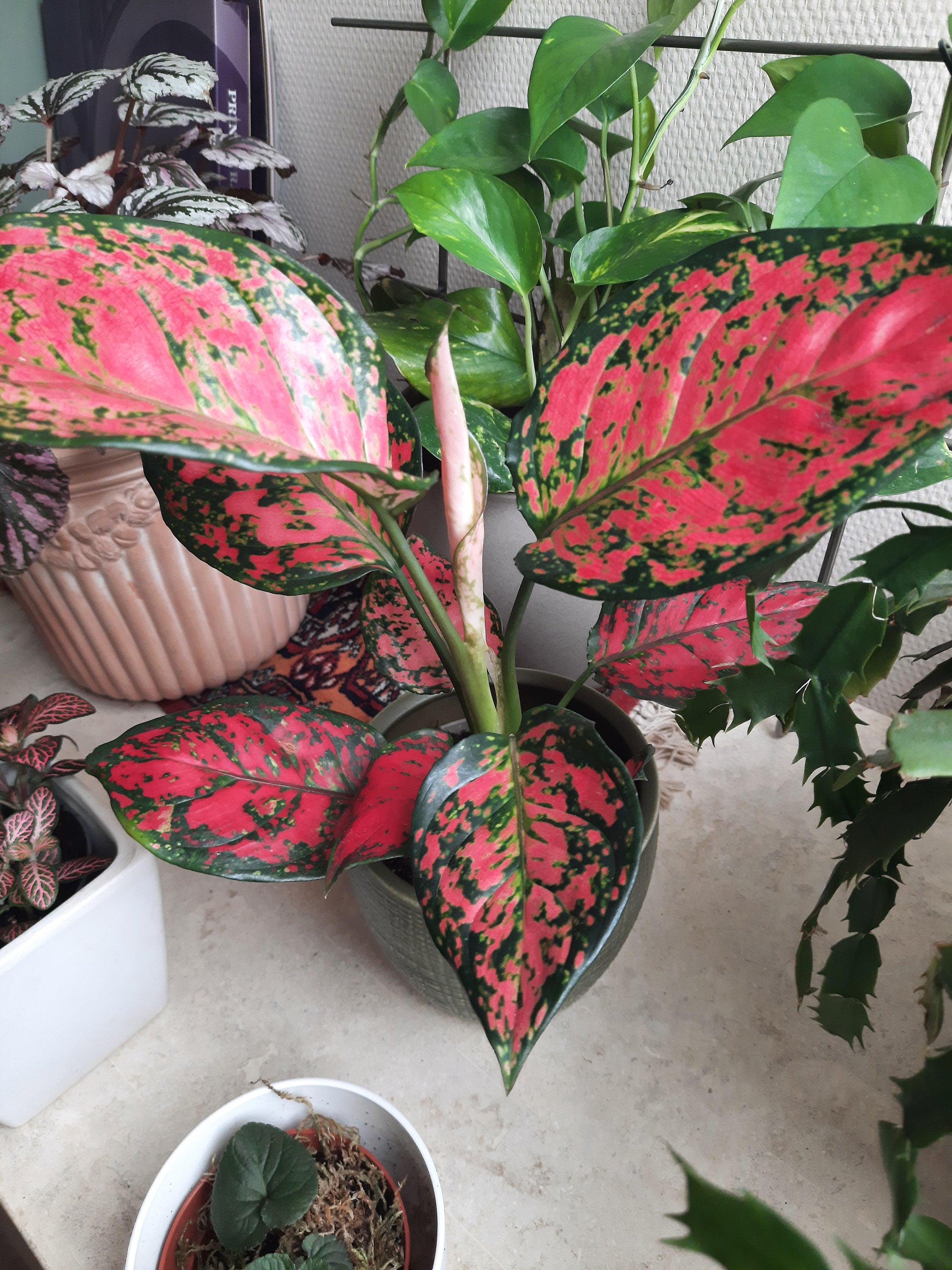 aglaonema valentine Aglaonema red valentine 2” plant **(ALL plants require you to purchase ANY 2 plants!)**