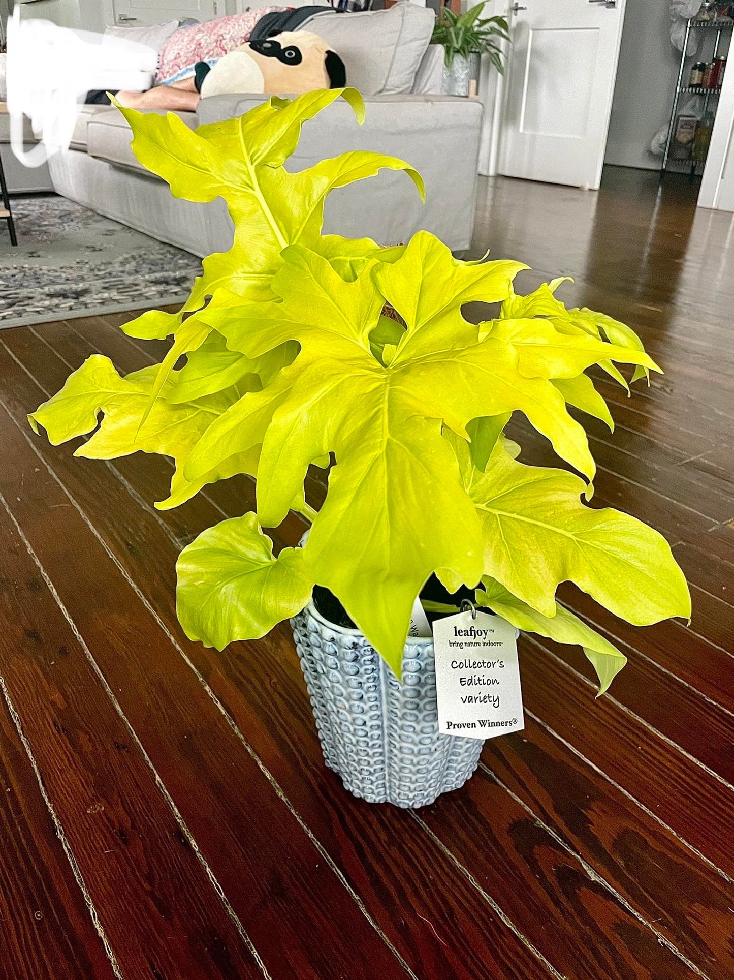 philodendron warscewiczii aurea flavum XL starter Plant (All STARTER PLANTS require you to purchase 2 plants!)**