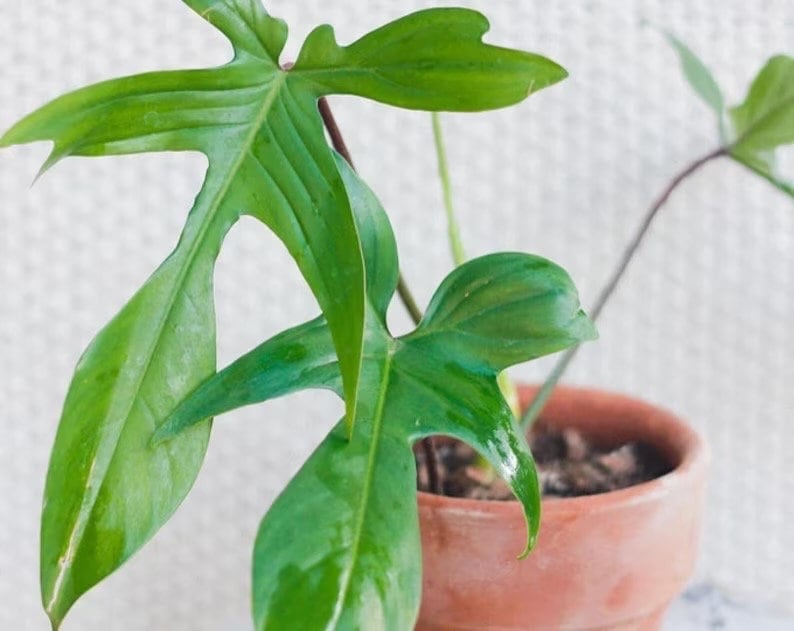 Philodendron Florida Beauty Green starter plant **(ALL plants require you to purchase ANY 2 plants!)**