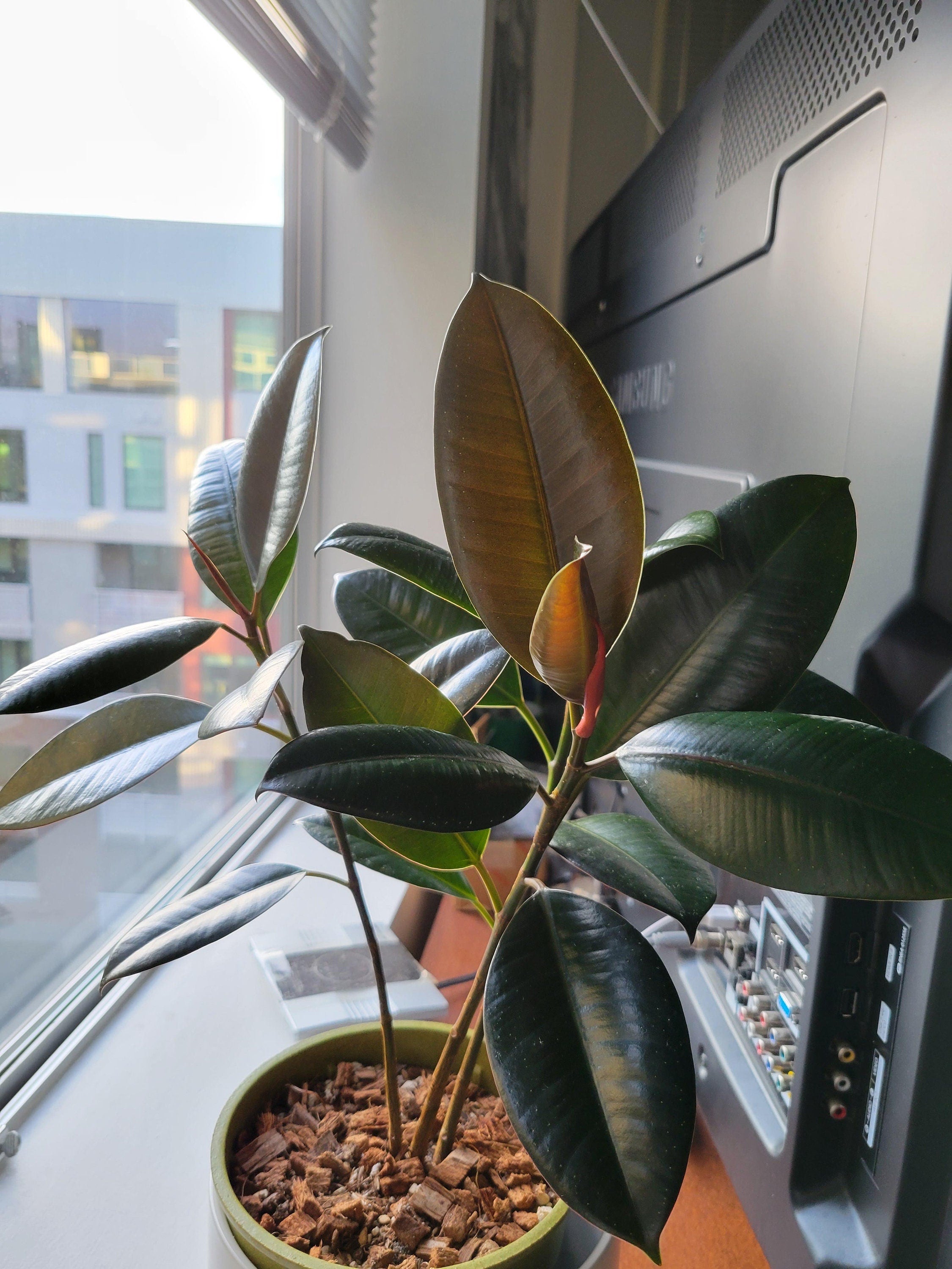 rubber tree melany Ficus Elastica Melany rubber tree starter plant **(ALL plants require you to purchase ANY 2 plants!)**