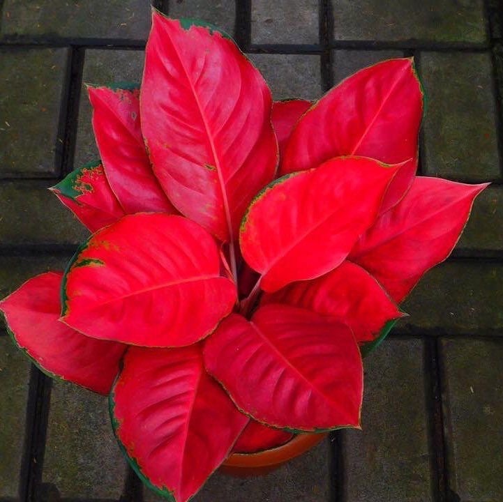 Aglaonema Thailand Red 4” plant **(ALL plants require you to purchase ANY 2 plants!)**