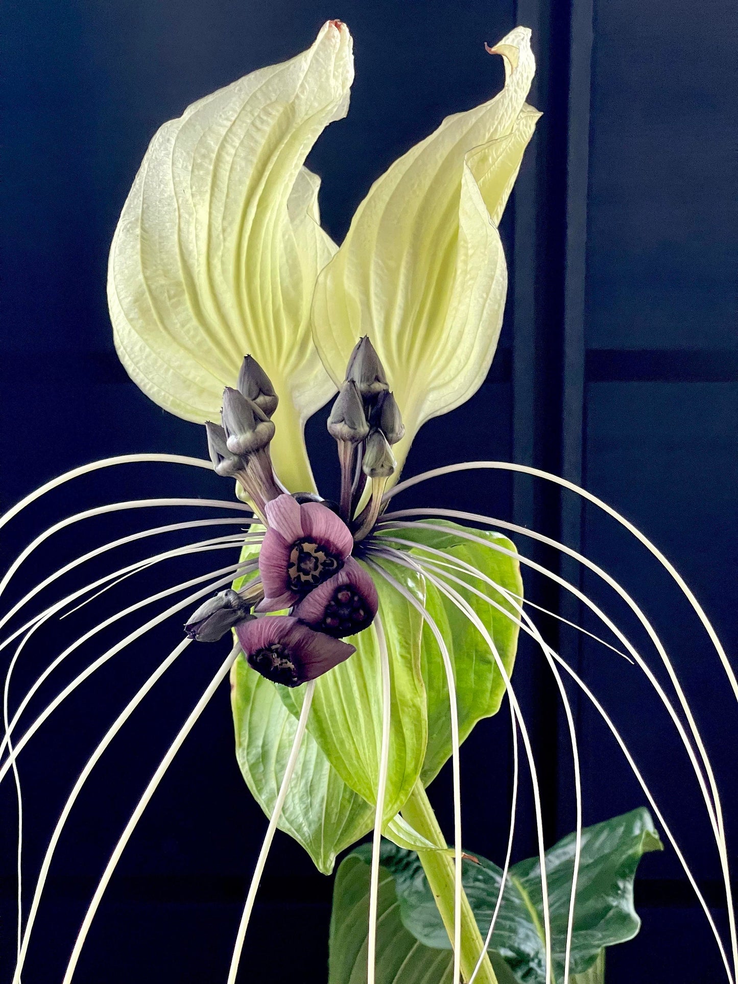 Tacca integrifolia White bat flower 4” plant **(ALL plants require you to purchase ANY 2 plants!)**