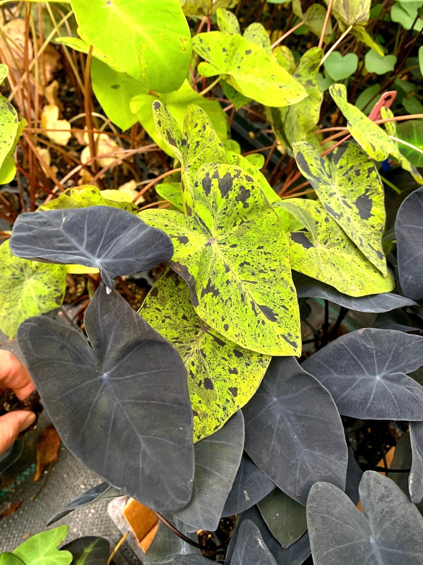 Colocasia Midnight escuelenta elephant ear starter plant **(ALL plants require you to purchase ANY 2 plants!)**
