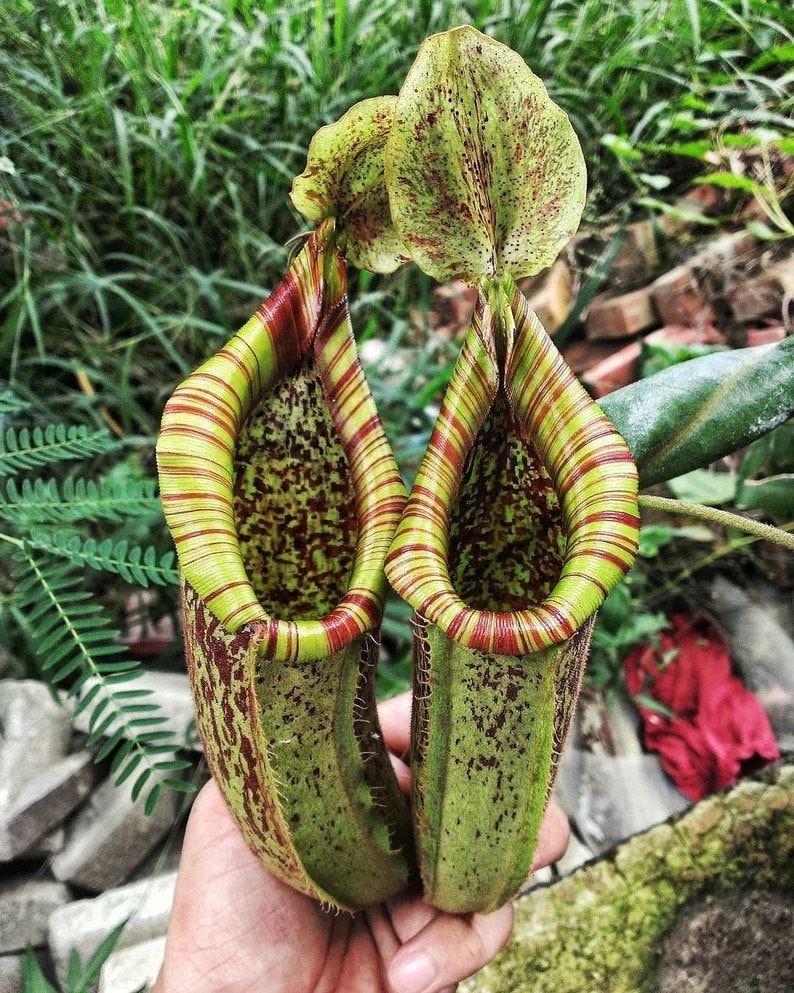 Nepenthes dyeriana starter plant **(ALL plants require you to purchase ANY 2 plants!)**