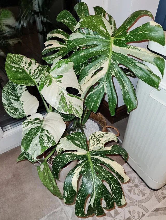 Monstera Thai Constellation XL plant **(ALL plants require you to purchase ANY 2 plants!)**