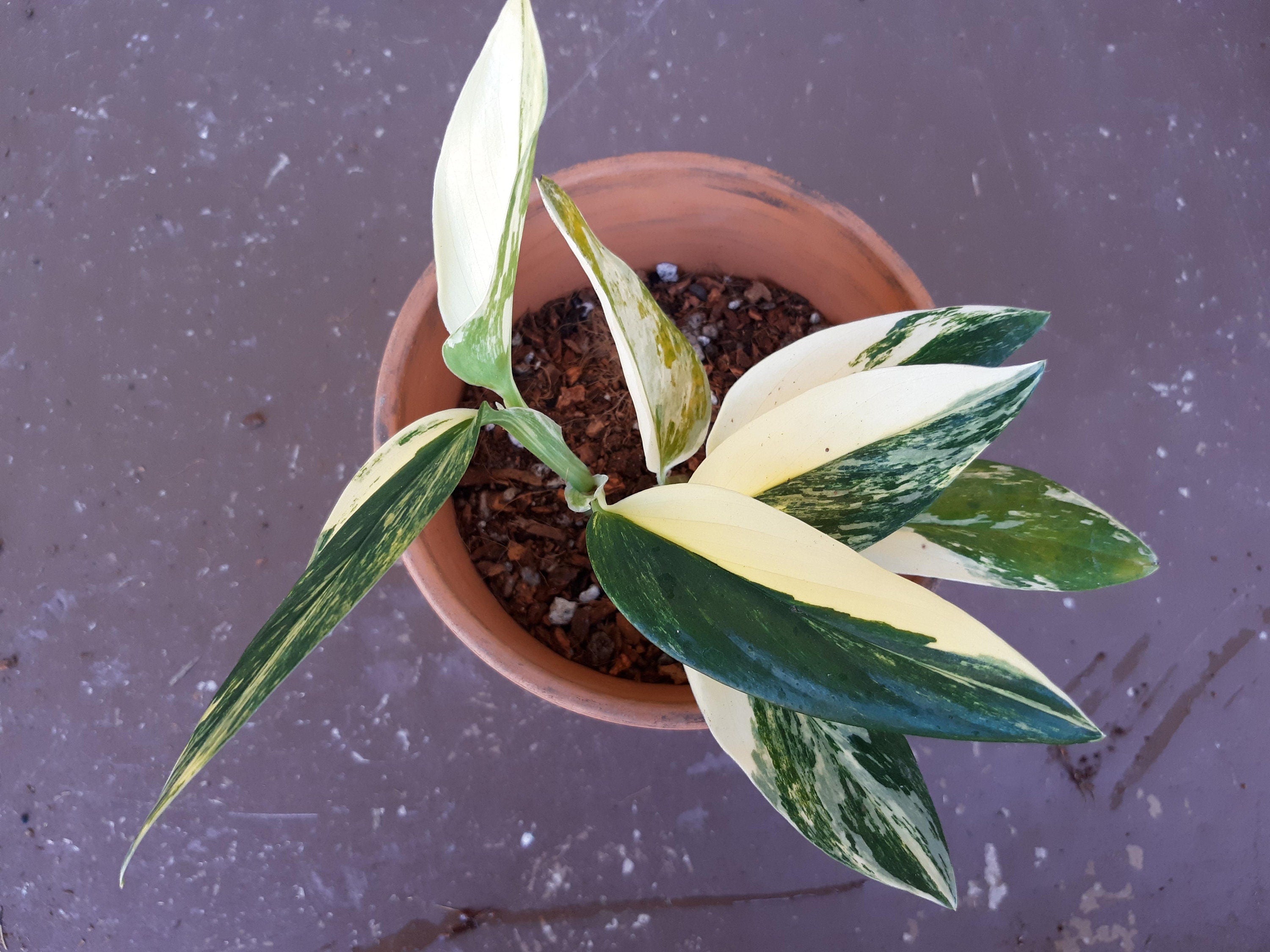 variegated monstera standleyana Monstera Standleyana Variegated Albo 2” plant **(ALL plants require yo – GoldenGreeneryCo