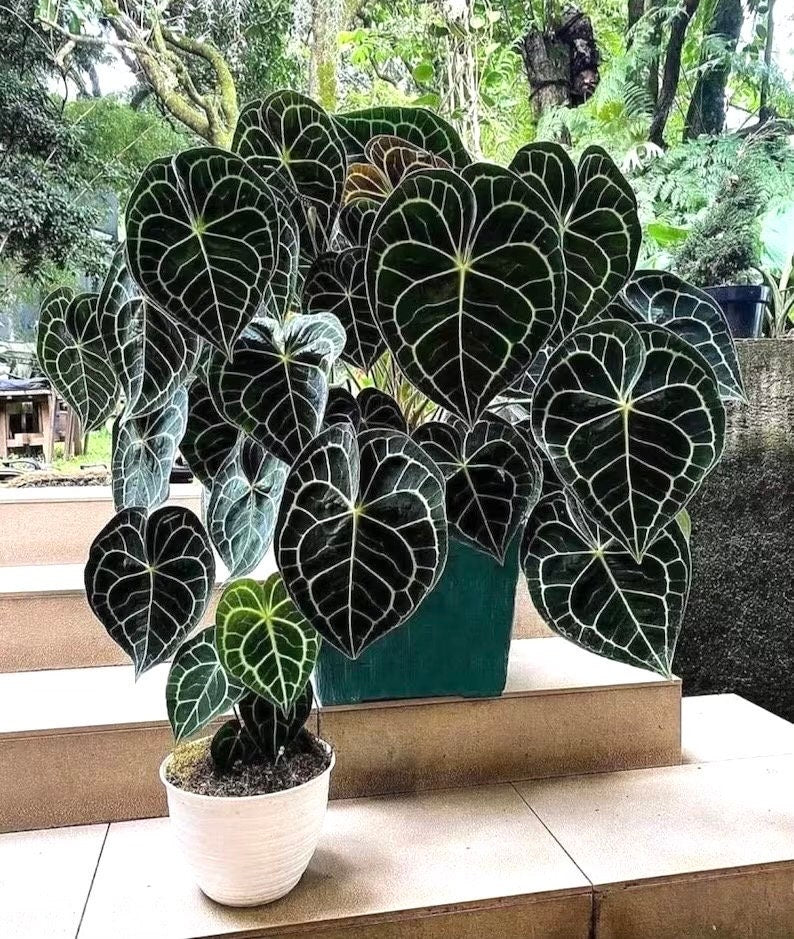 Anthurium Clarinervium 4” plant (short) **(ALL plants require you to purchase ANY 2 plants!)**