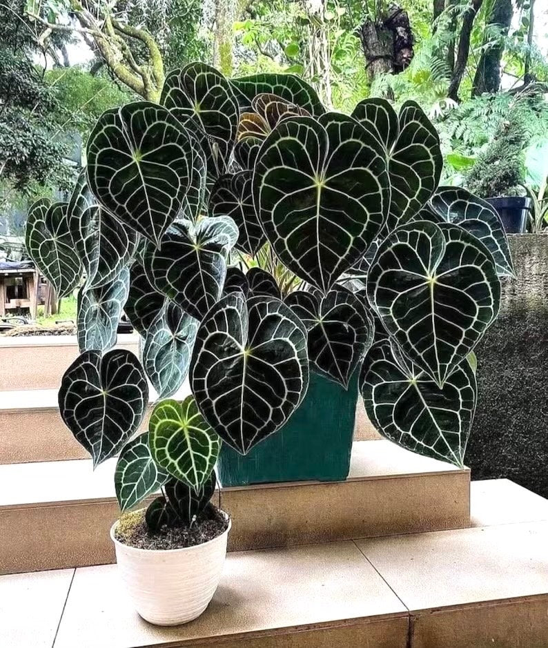 anthurium clarinervium price Anthurium Clarinervium (20 pack) starter plants