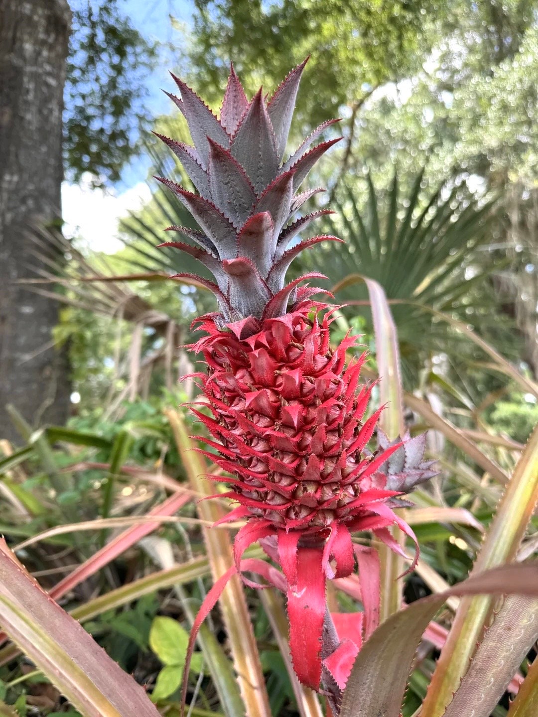Ananas Red Florida special (pineapple) starter plant **(ALL plants require you to purchase ANY 2 plants!)**