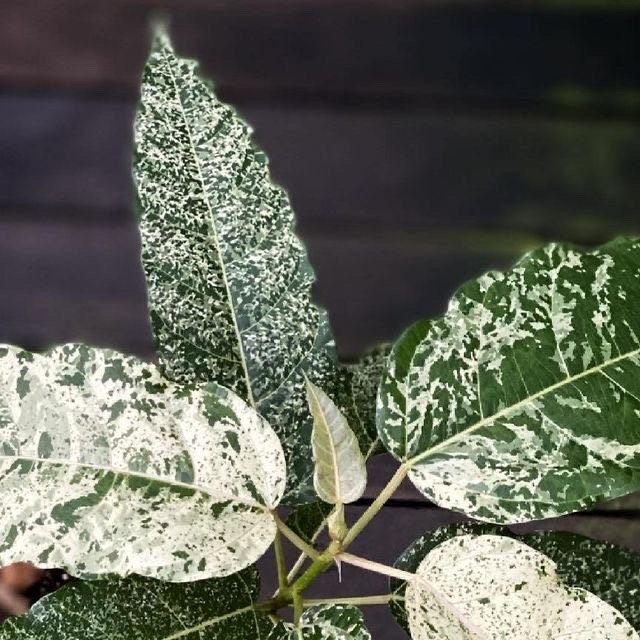 Ficus snowstorm “blizzard” 2” plant **(ALL plants require you to purchase ANY 2 plants!)**