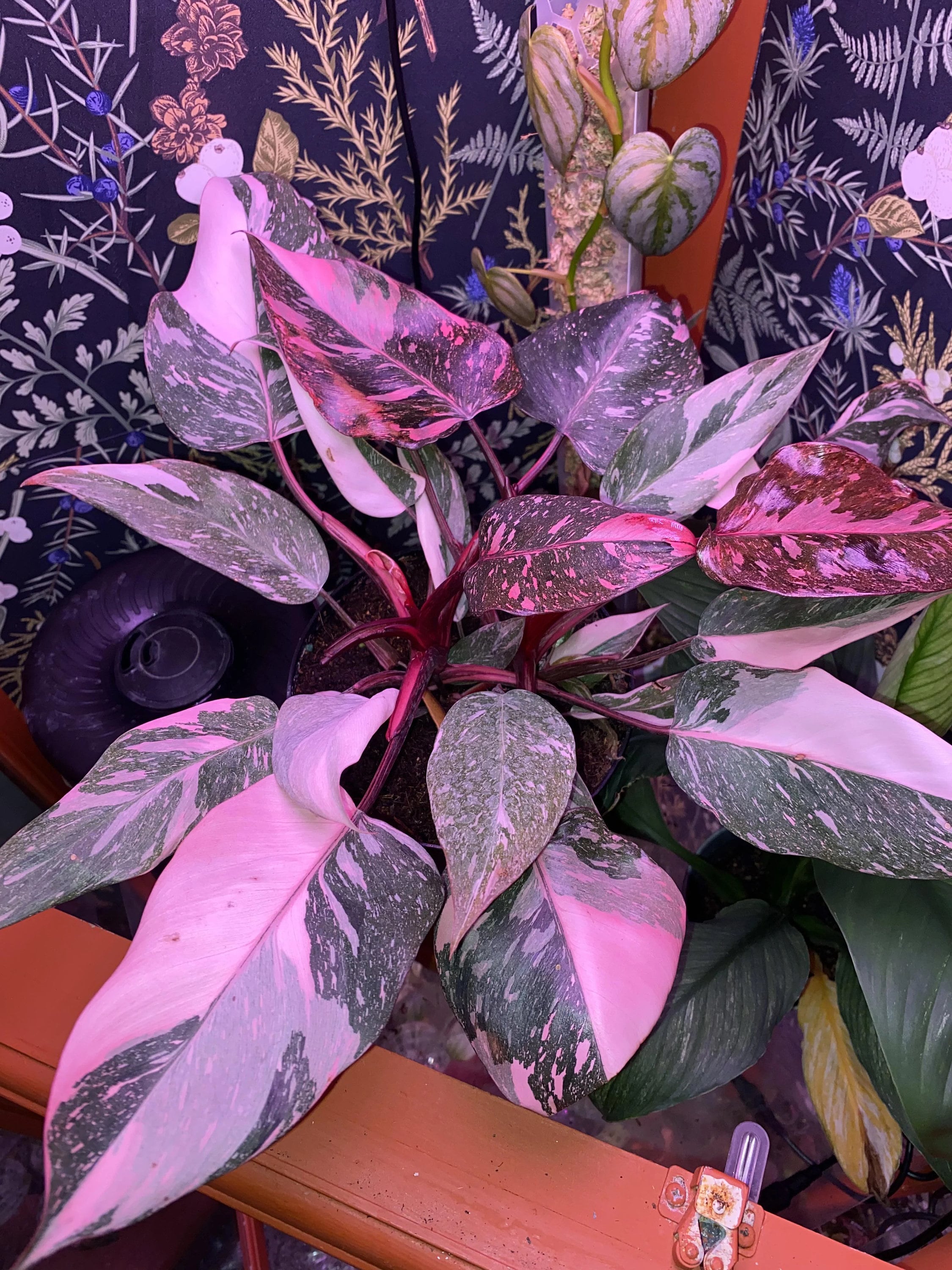 philodendron purple and green Philodendron Black cherry pink princess high variegation starter plant – GoldenGreeneryCo