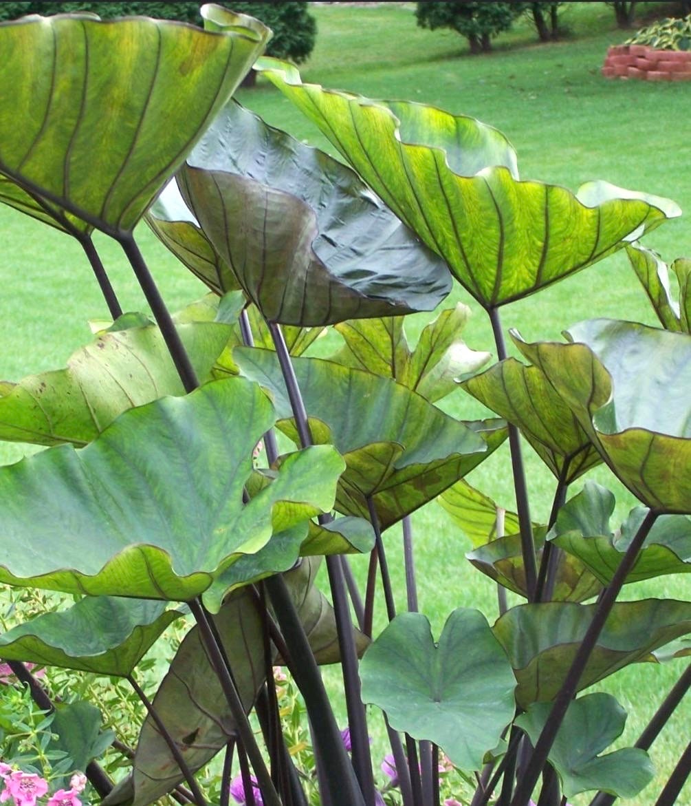 Colocasia Tea cups unique starter plant **(ALL plants require you to purchase ANY 2 plants!)**