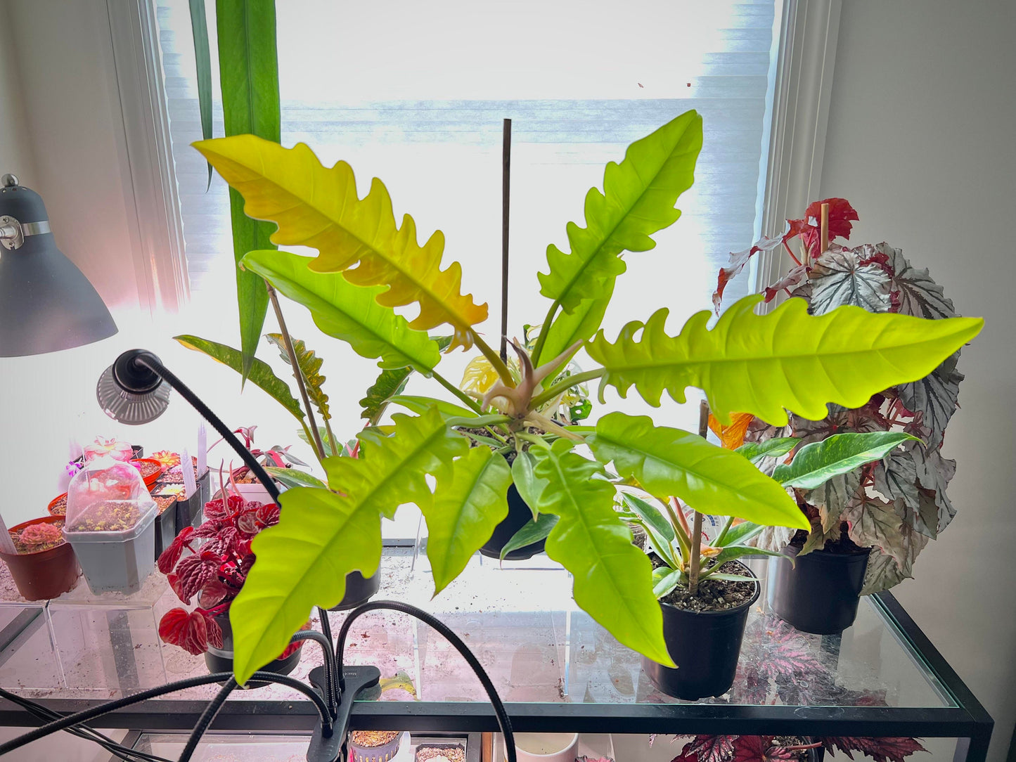 Philodendron Gold Crocodile *ring of fire hybrid* starter plant **(ALL plants require you to purchase ANY 2 plants!)**