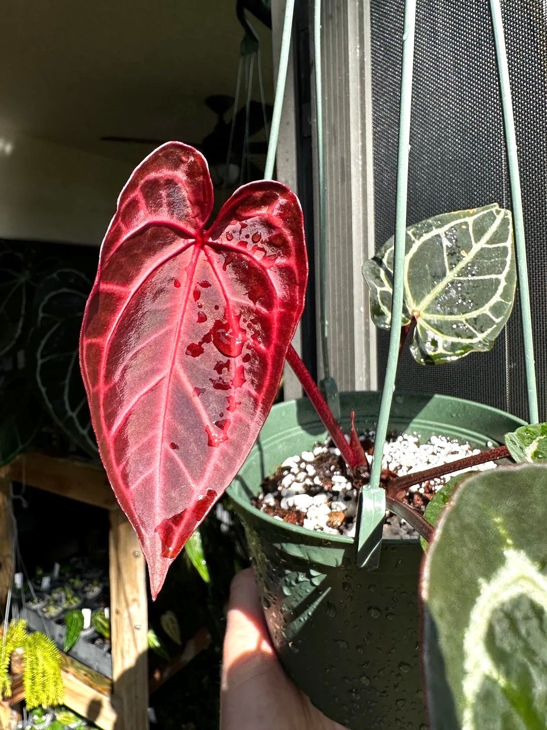 crystal anthurium plant Anthurium Crystallinum Red 4” rare plant **(ALL plants require you to purchase ANY 2 plants!)**
