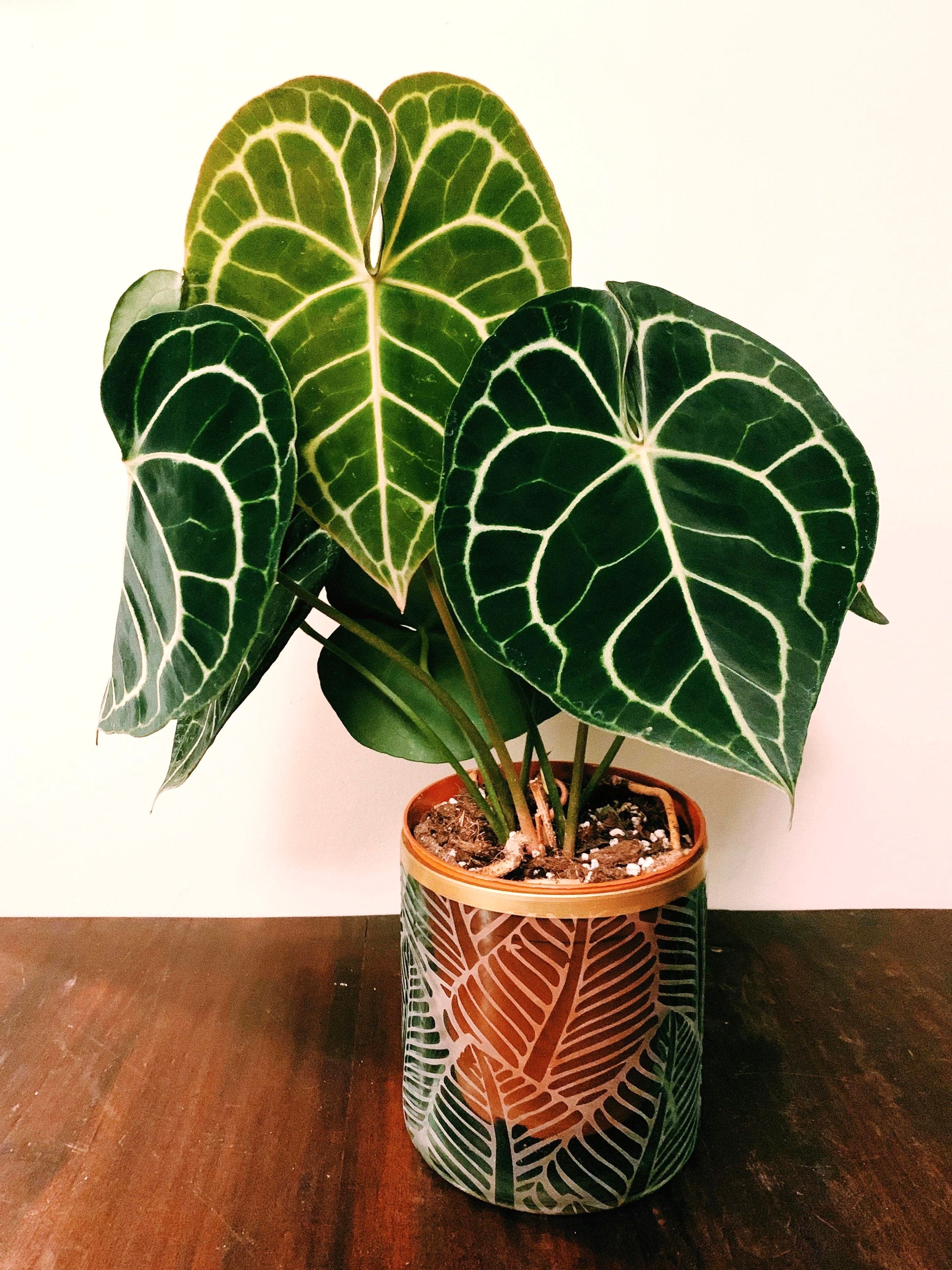 anthurium cristallinum Anthurium Crystallinum 2” plant **(ALL plants require you to purchase ANY 2 plants!)**