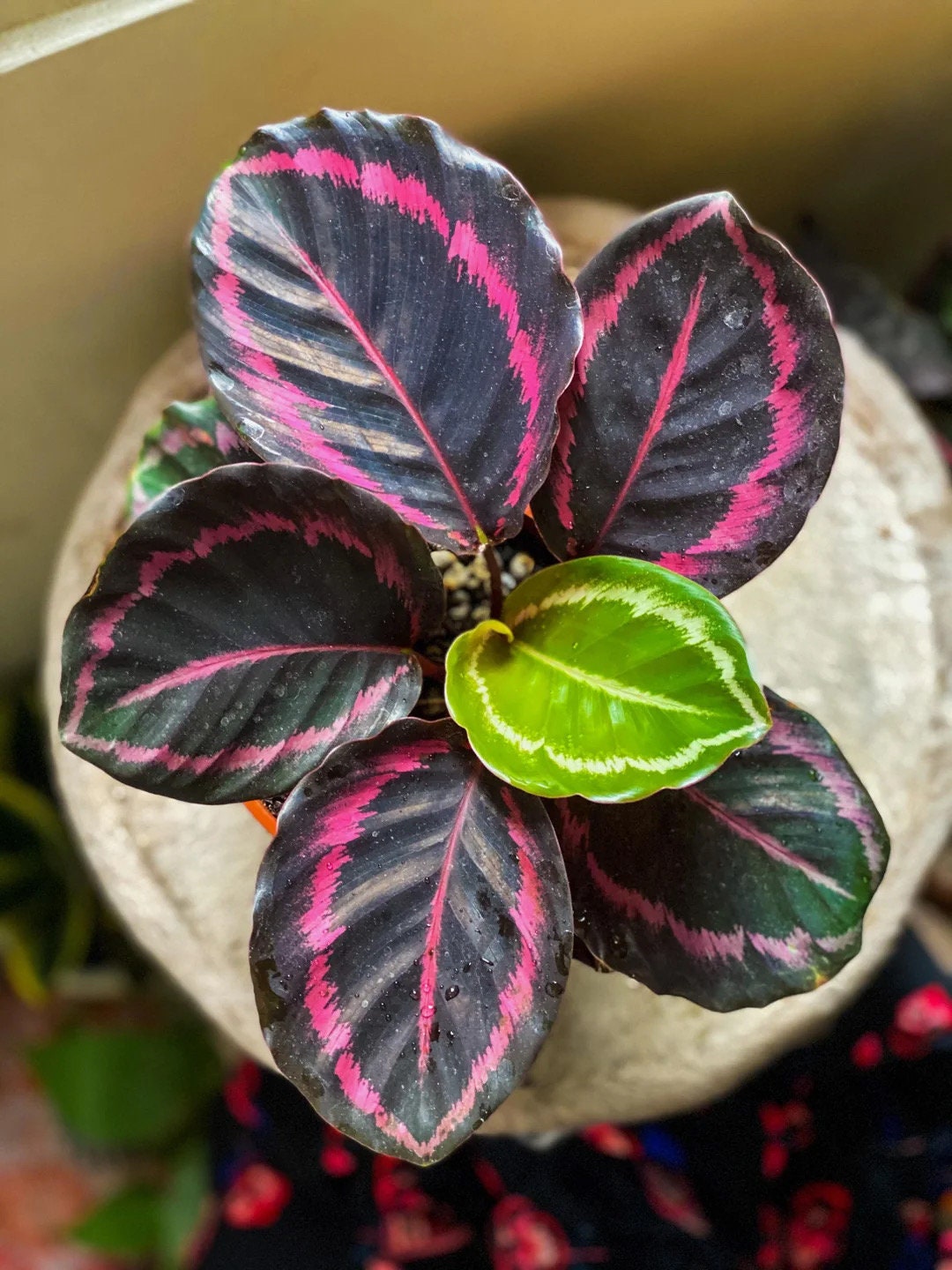 Calathea Jessie Princess starter plant **(ALL plants require you to purchase ANY 2 plants!)**
