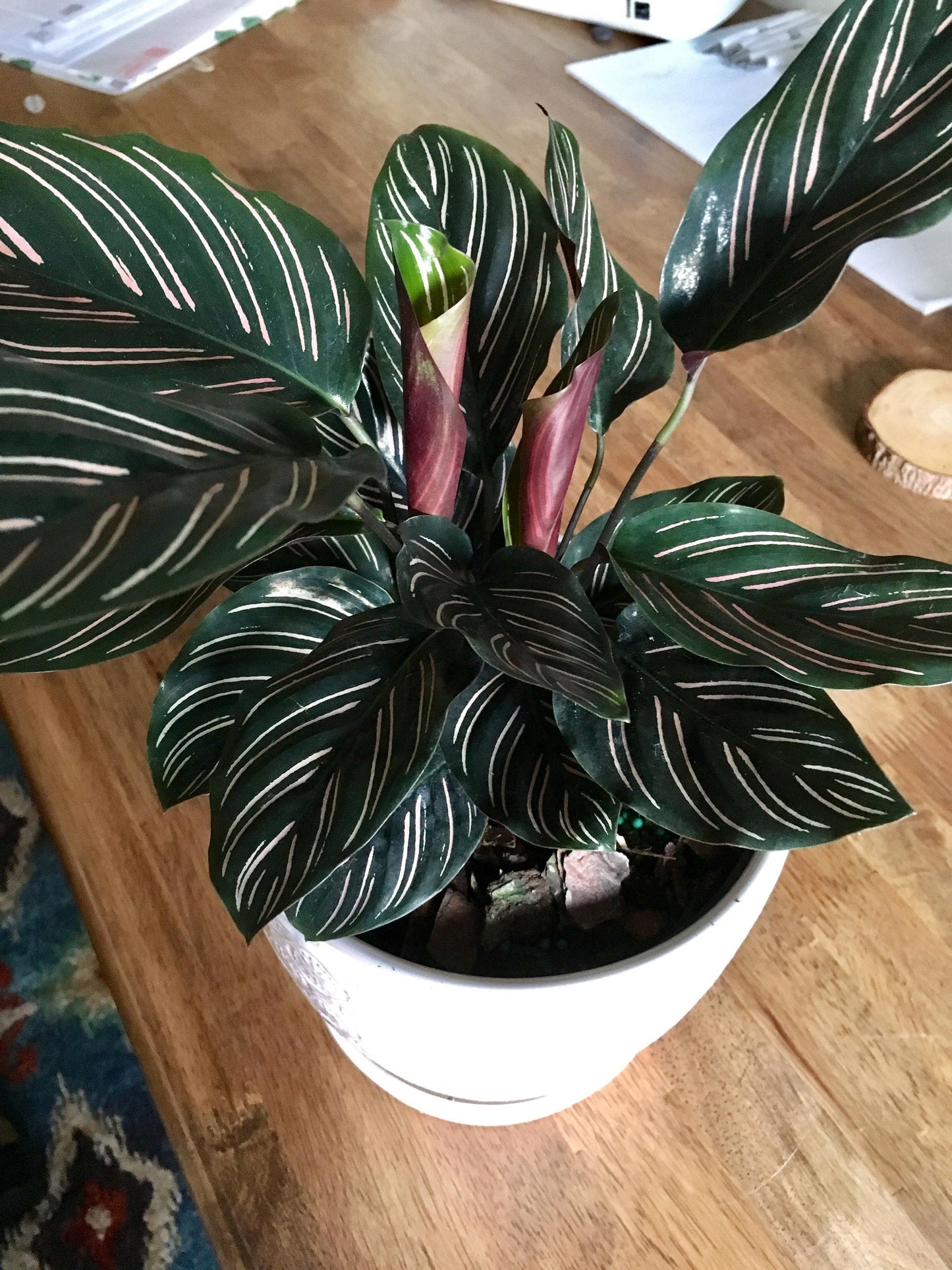 Calathea Ornata pinstripe 2” plant **(ALL plants require you to purchase ANY 2 plants!)**