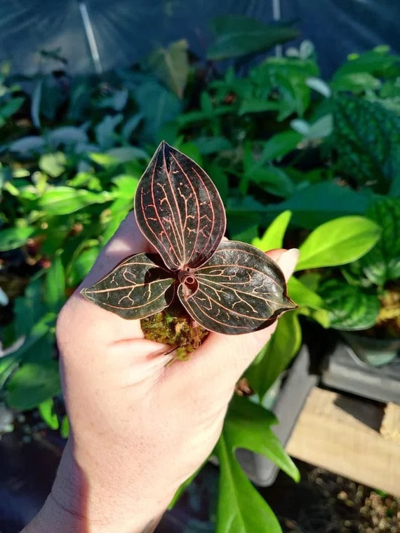 Anoectochilus chapaensis golden jewel orchid starter plant **(ALL plants require you to purchase ANY 2 plants!)