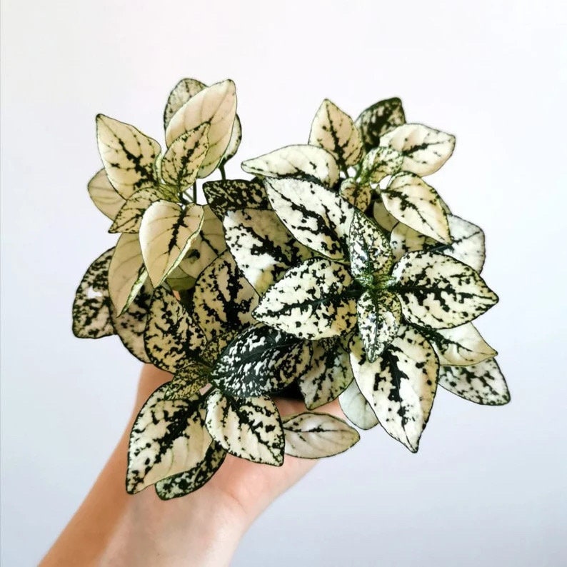 Hypoestes White polka dot starter plant **(ALL plants require you to purchase ANY 2 plants!)**