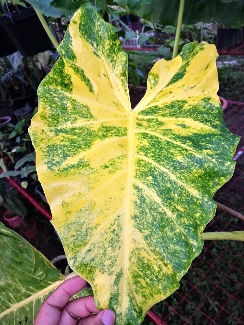 Alocasia New Guinea gold variegated 4” plant **(ALL plants require you to purchase ANY 2 plants!)**