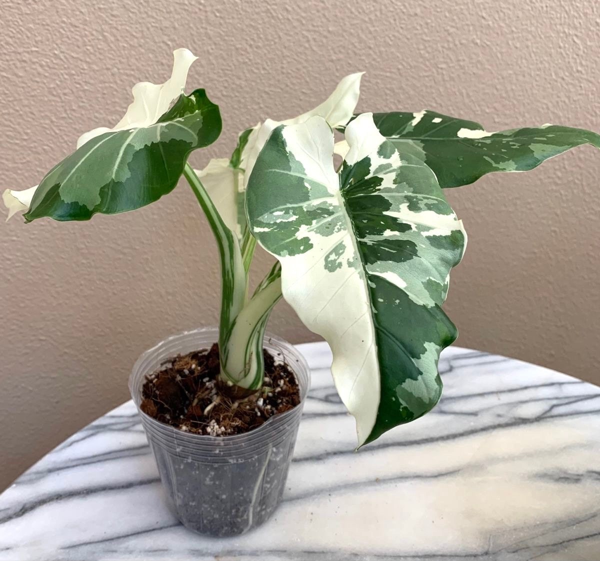 Alocasia Okinawa silver starter plant **(ALL plants require you to purchase ANY 2 plants!)**