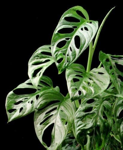 Monstera Friedrichsthalii starter plant **(ALL plants require you to purchase ANY 2 plants!)**