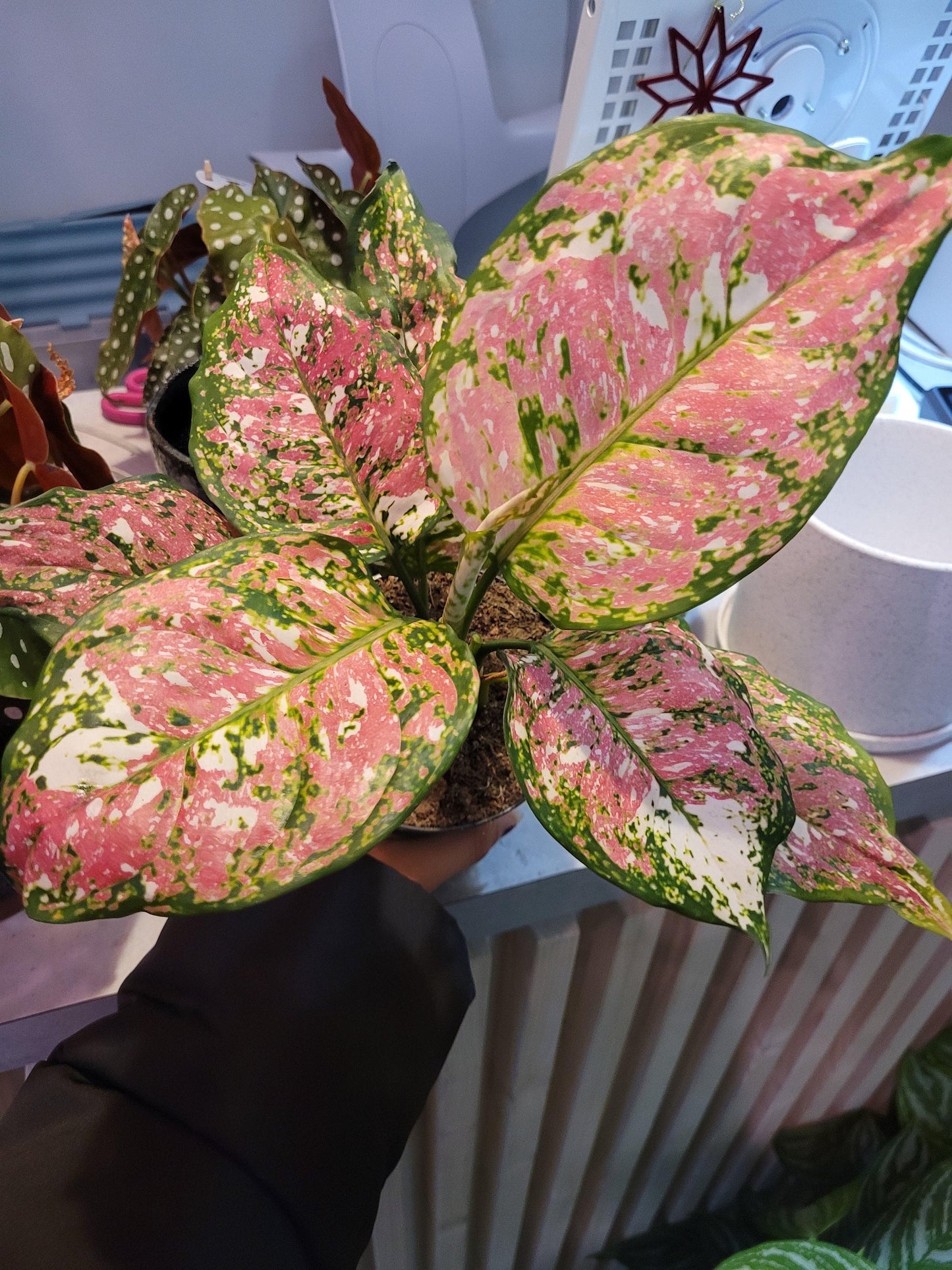 Aglaonema Ruby Ray XL plant **(ALL plants require you to purchase ANY 2 plants!)**