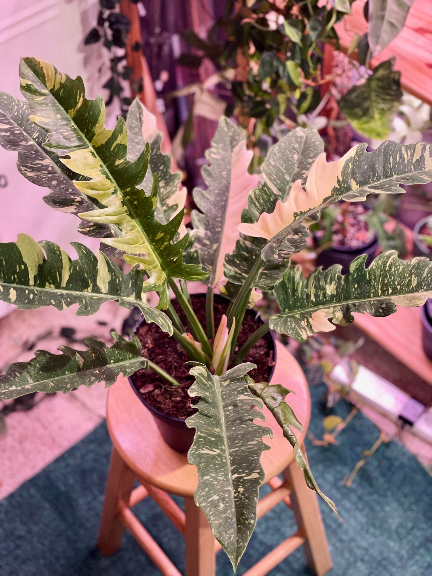 Philodendron ring of fire 4” plant **(ALL plants require you to purchase ANY 2 plants!)**