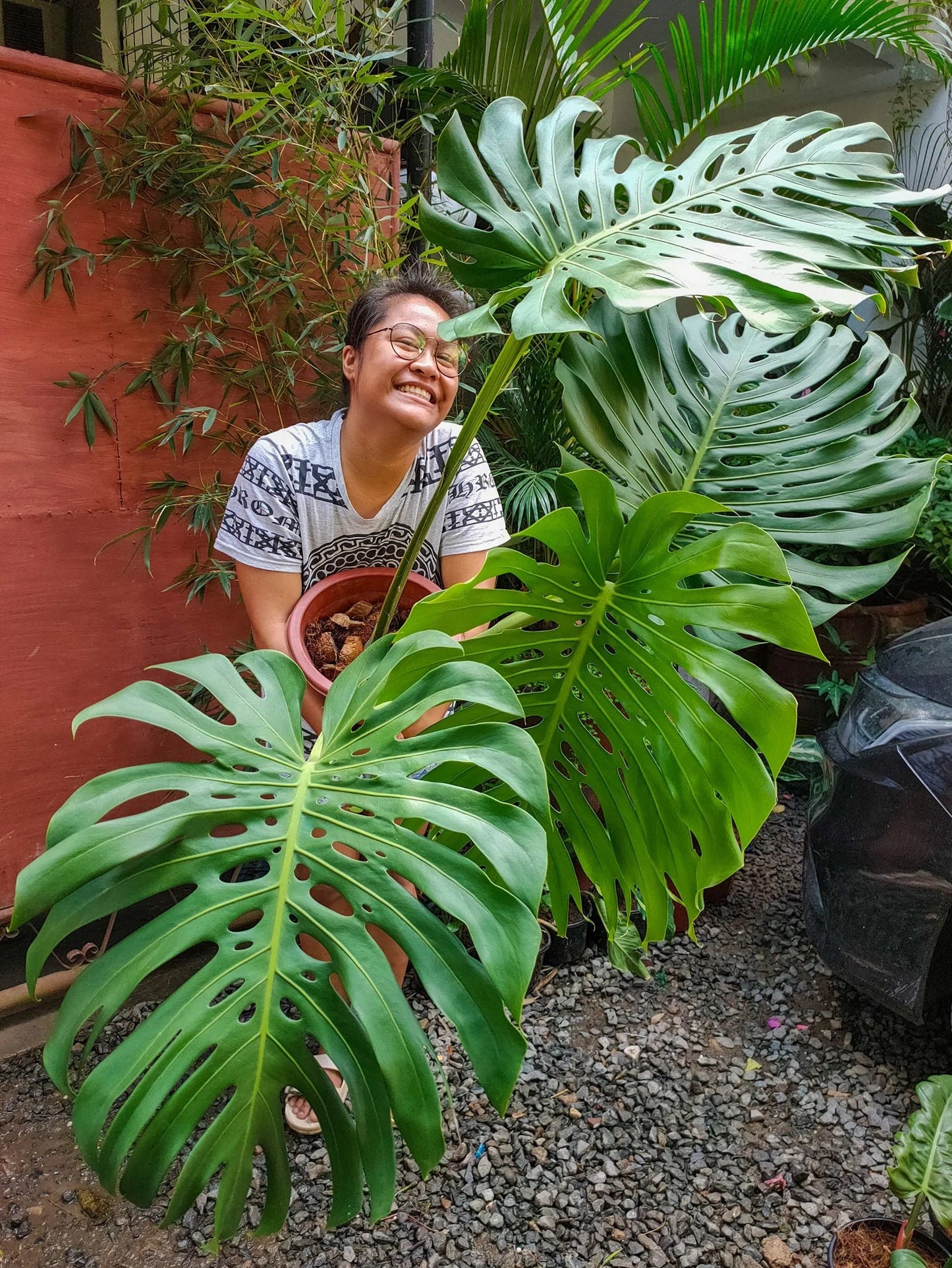 Monstera Deliciosa (seed grown) starter plant **(ALL plants require you to purchase ANY 2 plants!)**