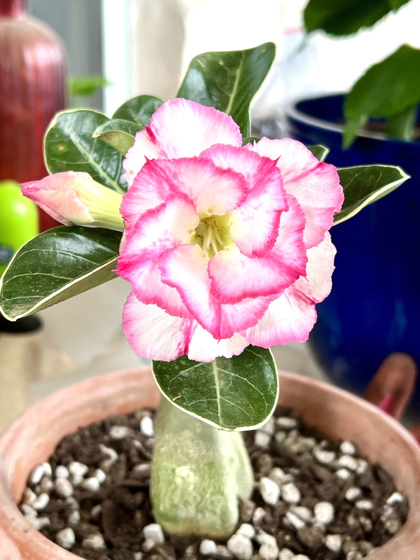 Desert rose Border adenium obesum starter plant **(ALL plants require you to purchase ANY 2 plants!)**