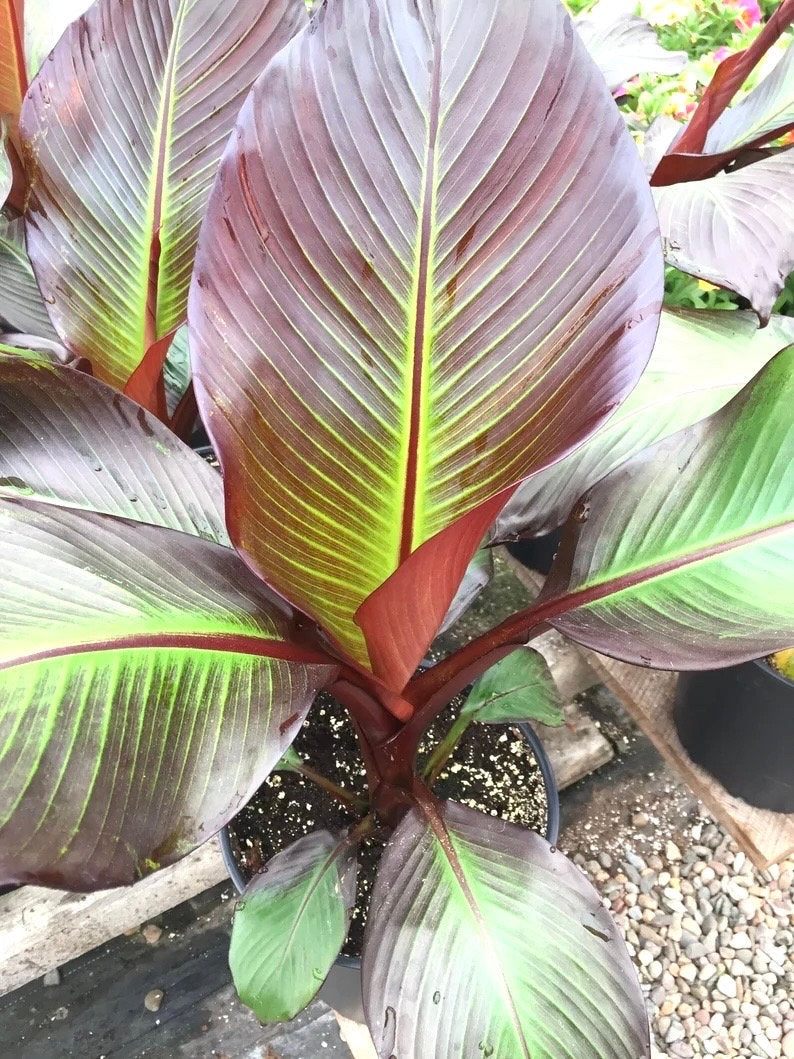 Ensete Maurelli (banana ) starter plant **(ALL plants require you to purchase ANY 2 plants!)**