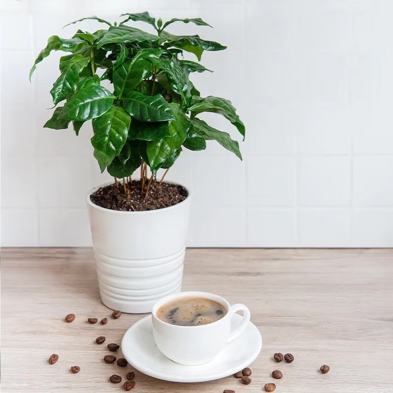 Arabica Coffee starter plants (10 pack) *grows coffee beans* **(ALL plants require you to purchase ANY 2 plants!)**