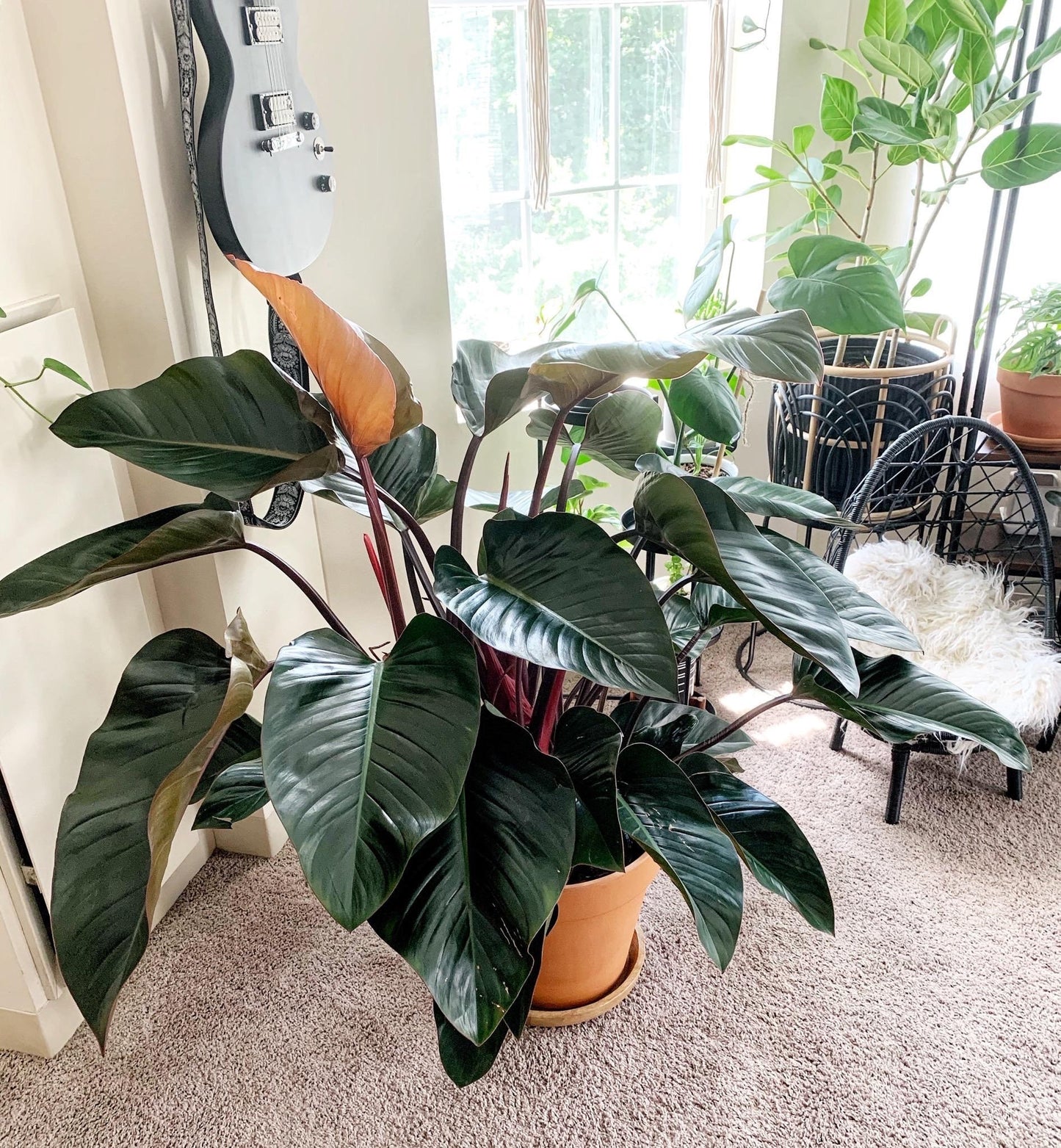 Philodendron Congo rojo starter plant **(ALL plants require you to purchase ANY 2 plants!)**