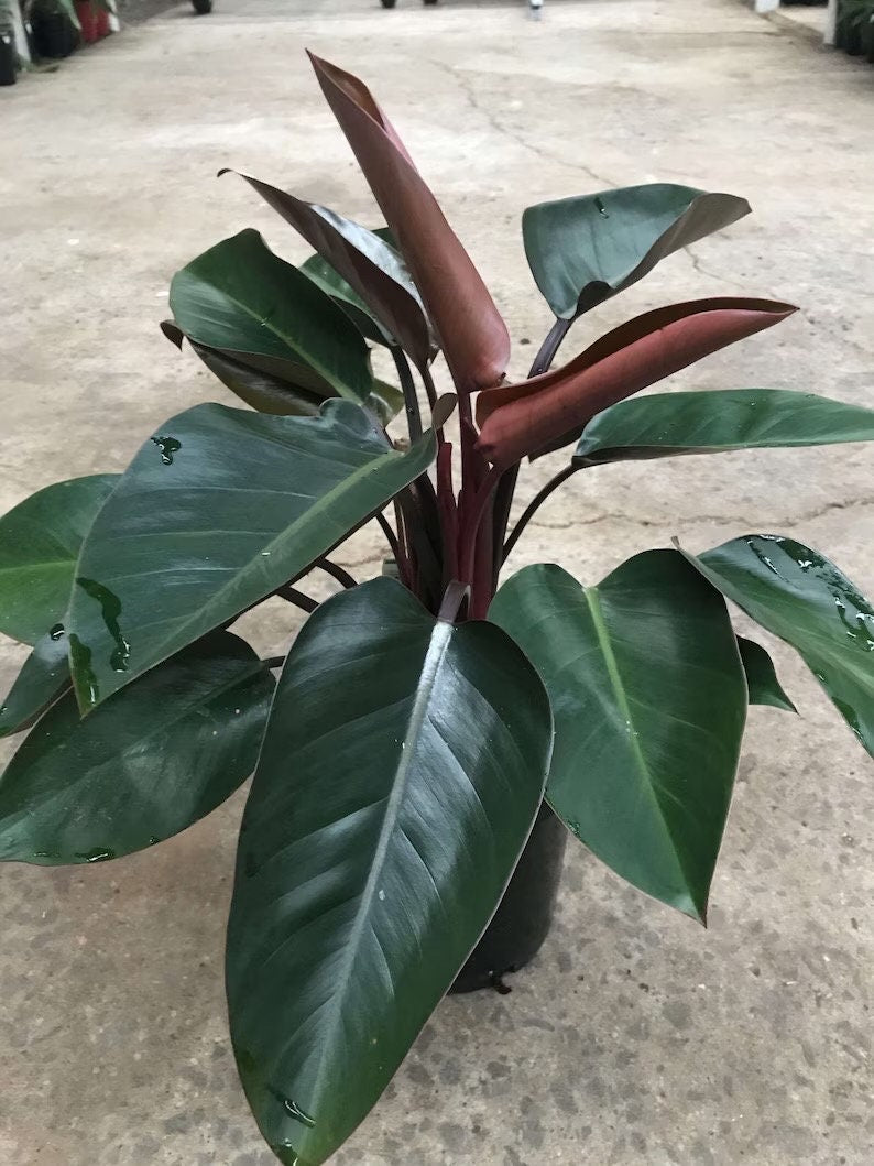 Philodendron Red Congo starter plant **(ALL plants require you to purchase ANY 2 plants!)**
