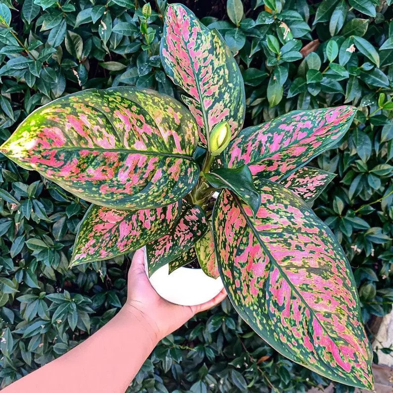 Aglaonema Queen starter plant **(ALL plants require you to purchase ANY 2 plants!)**