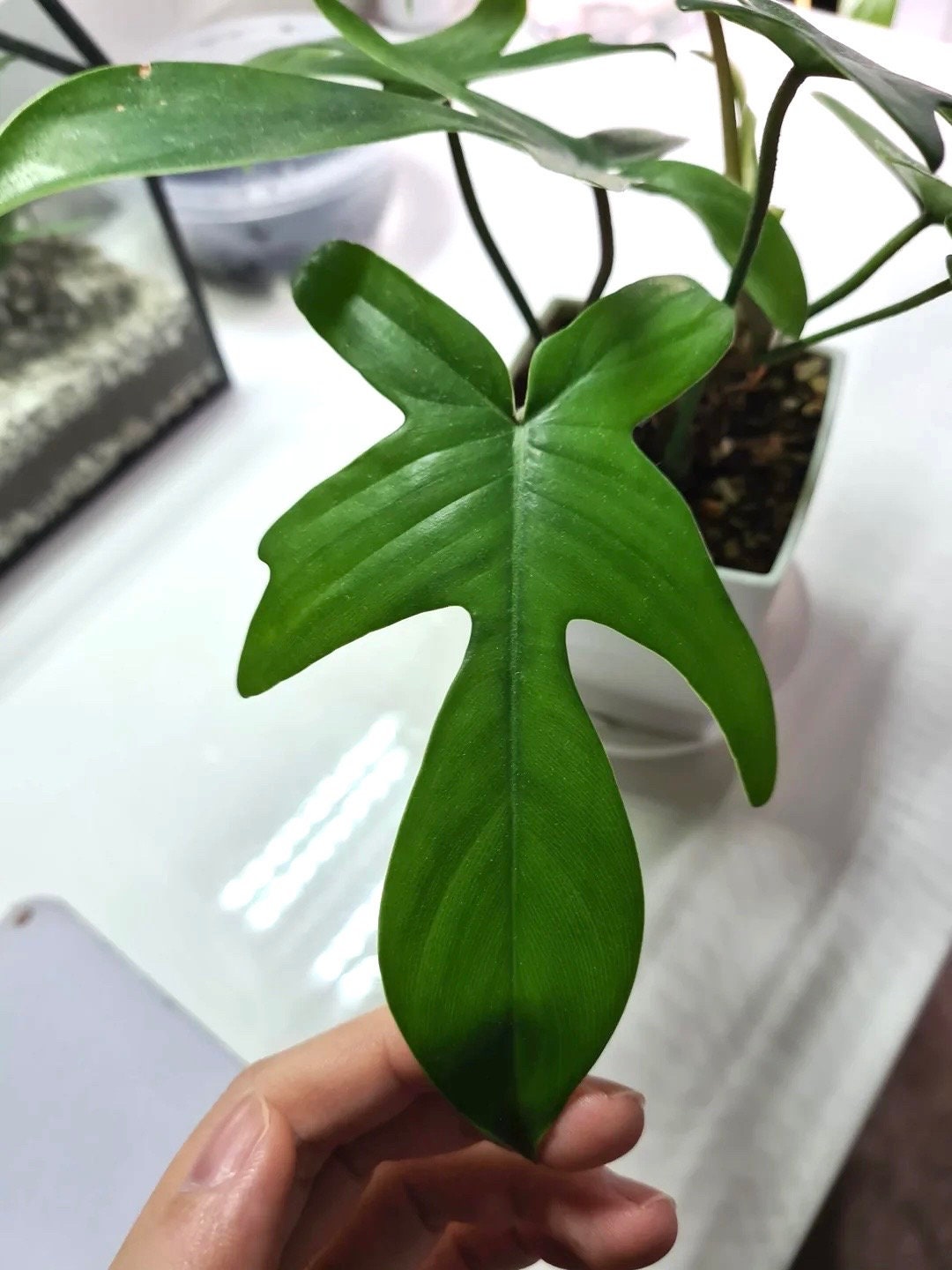 buy philodendron florida beauty Philodendron Florida Beauty TC starter plant **(ALL plants require you – GoldenGreeneryCo