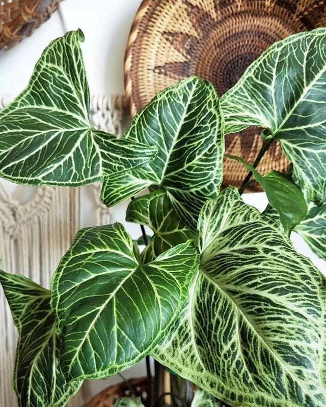 Syngonium Batik 4” plant **(ALL plants require you to purchase ANY 2 plants!)**