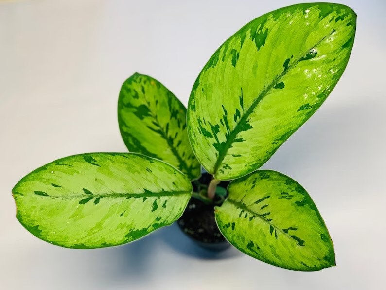 Homolamena Selby starter plant **(ALL plants require you to purchase ANY 2 plants!)**