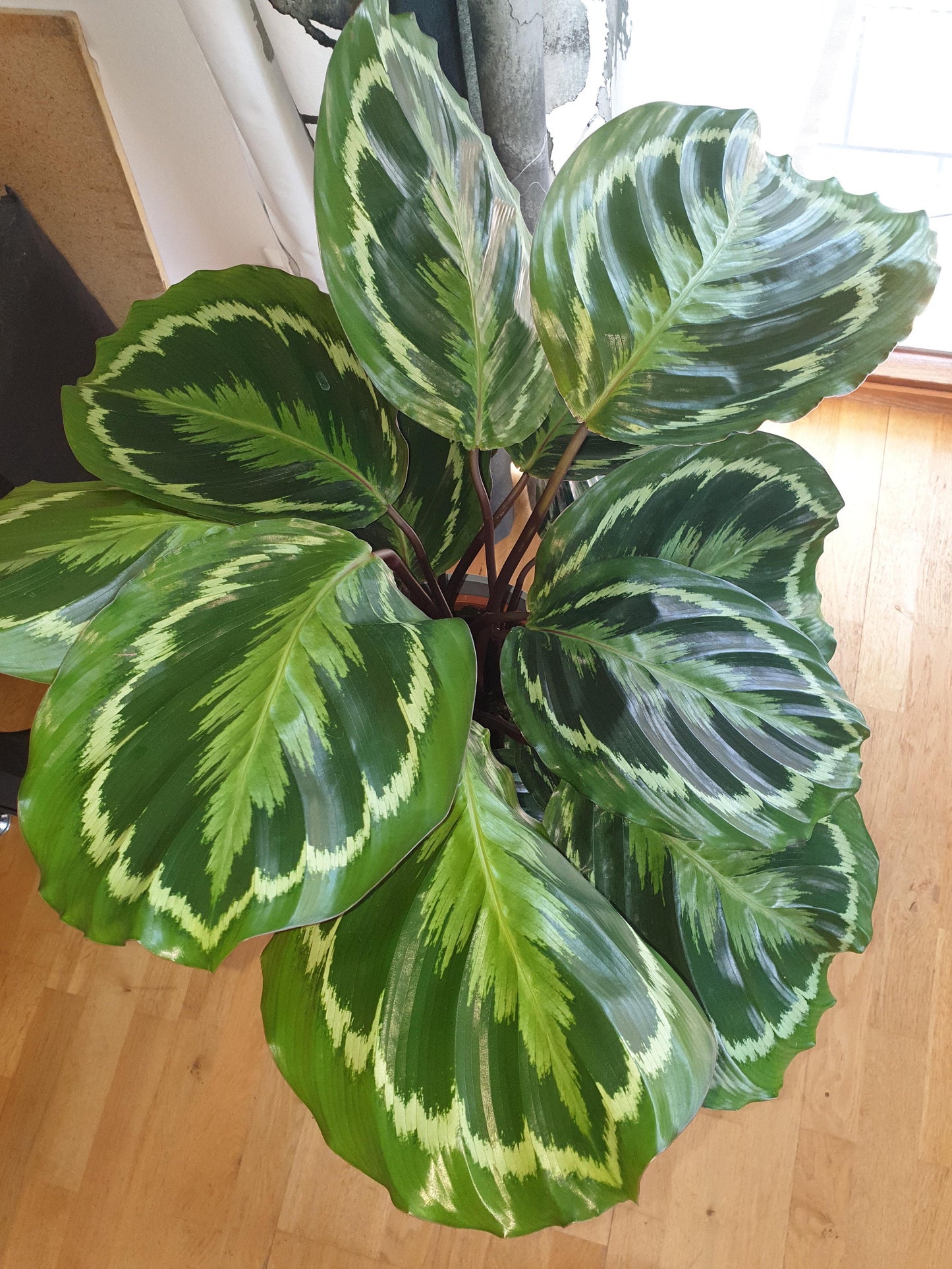 Calathea Medallion 4” plant **(ALL plants require you to purchase ANY 2 plants!)**