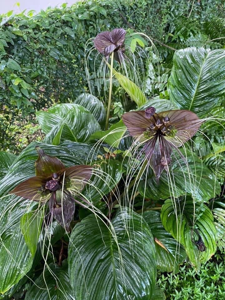Tacca chantrieri black bat flower 4” plant **(ALL plants require you to purchase ANY 2 plants!)**