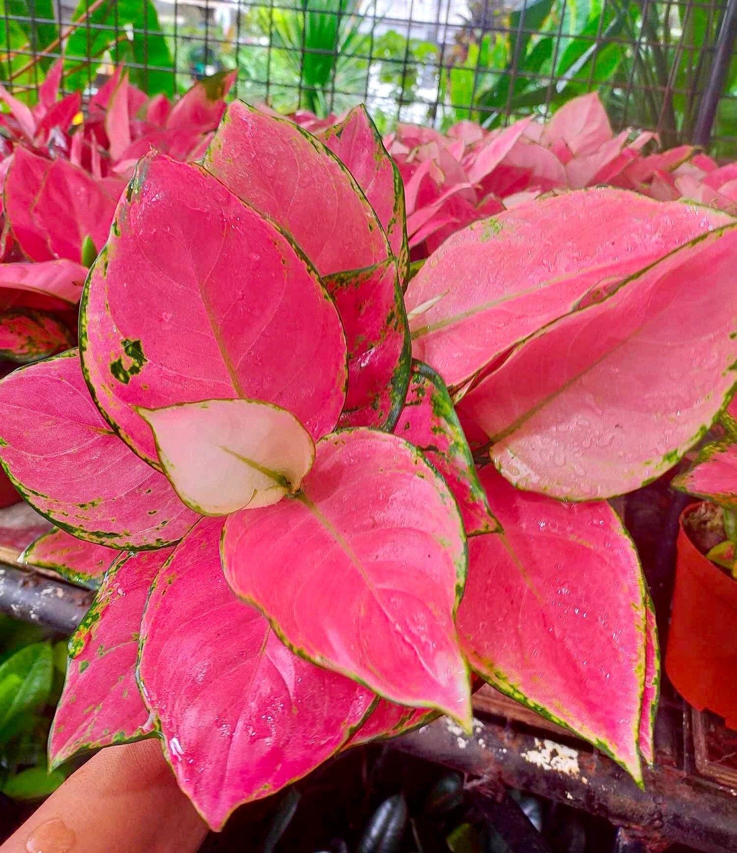 aglaonema plant red Aglaonema Geely red 2” plant **(ALL plants require you to purchase ANY 2 plants!)**