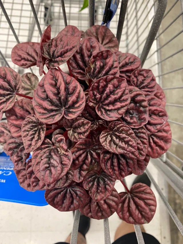 red peperomia succulent Peperomia Red Beauty starter plant **(ALL plants require you to purcha – GoldenGreeneryCo