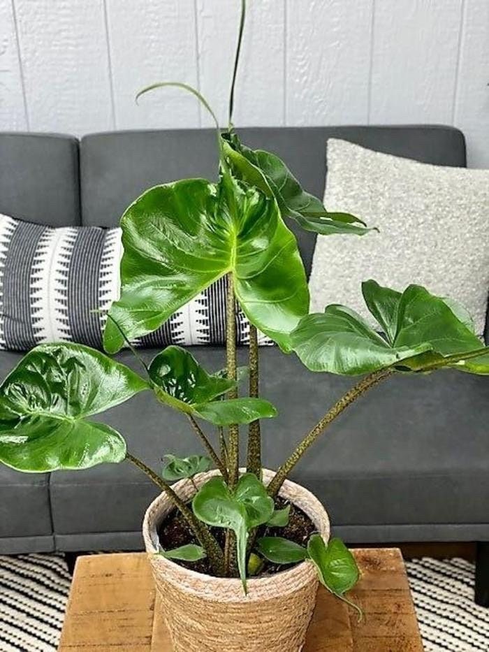 philodendron stingray Alocasia Stingray elephant ear 4” plant **(ALL plants require you to purchase ANY 2 plants!)**