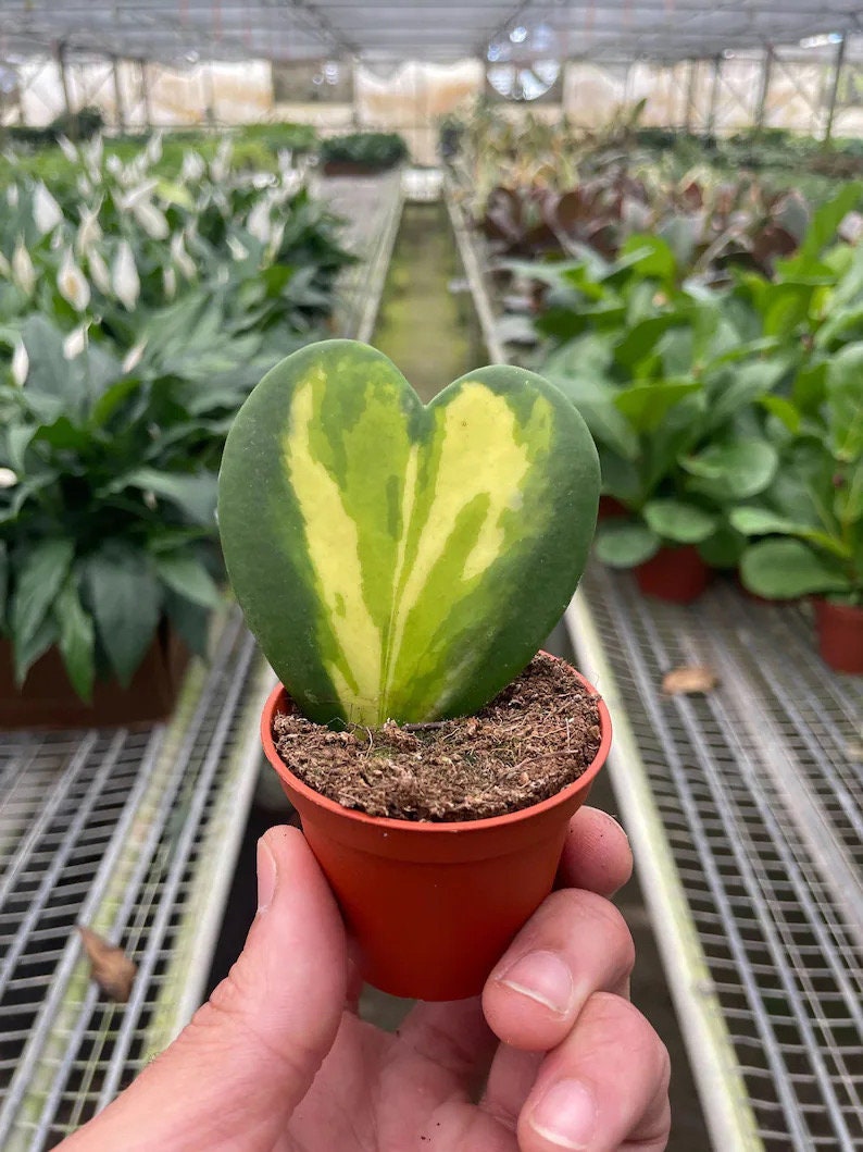 Hoya Kerri “flame” inner variegation starter plant **(ALL plants requi –  GoldenGreeneryCo